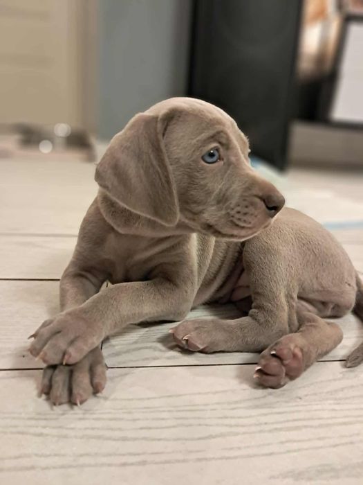 Wyżeł Weimarski szczenię ZKwP FCI