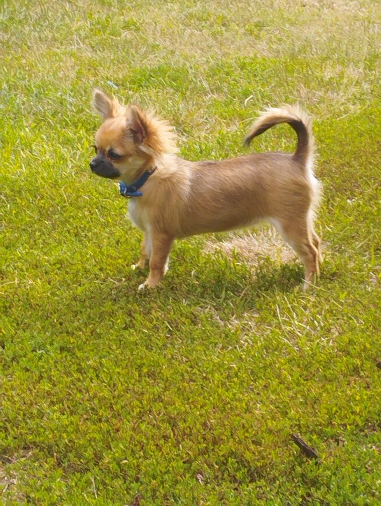 Przepiękna dziewczynka chihuahua