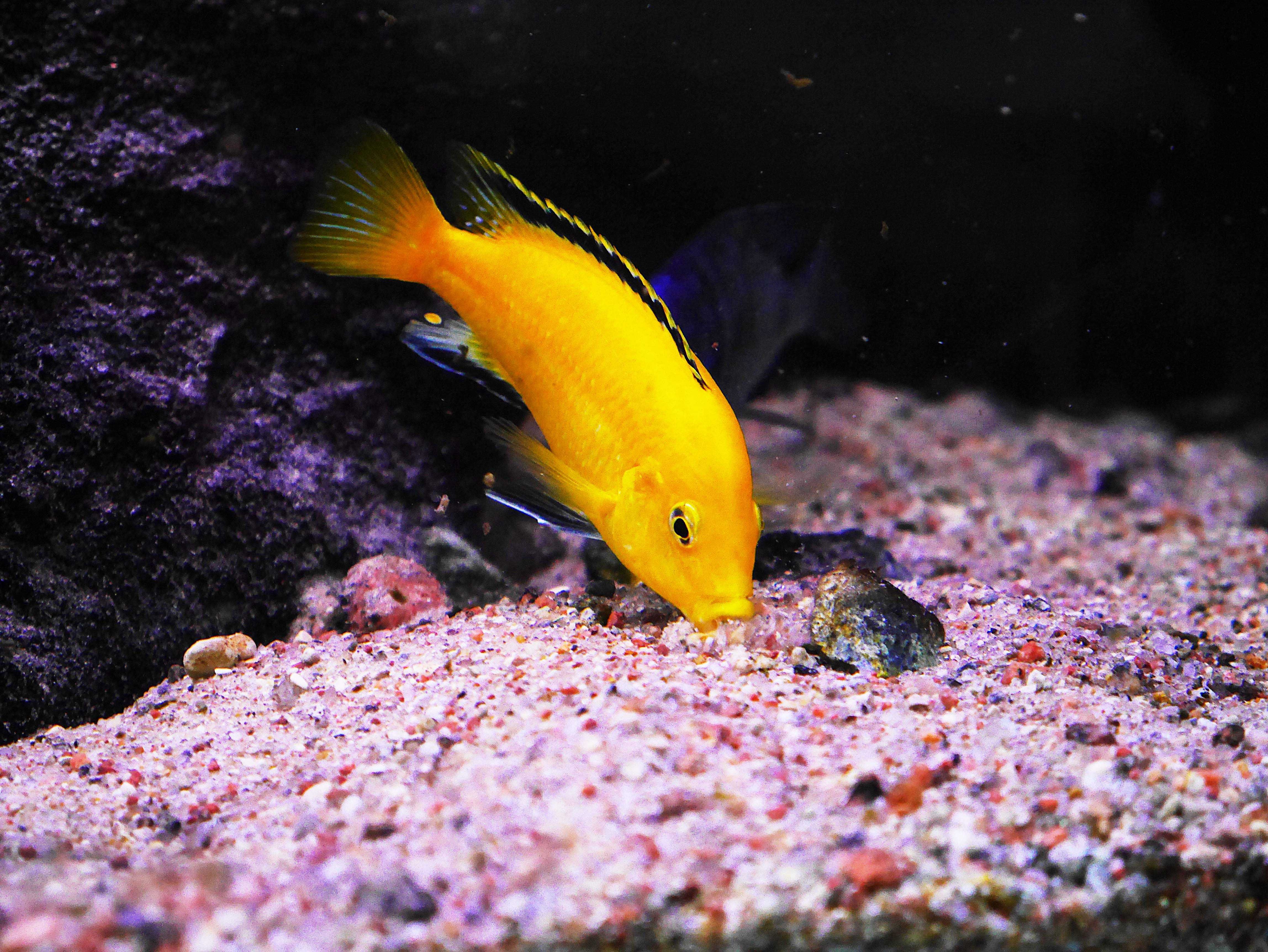 Sprzedam Pyszczaki Malawi:Labidochromis caeruleus yellow kakusa