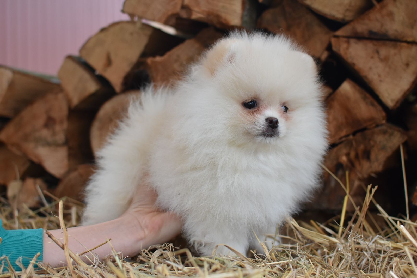 Хлопчик горобчик шпіц