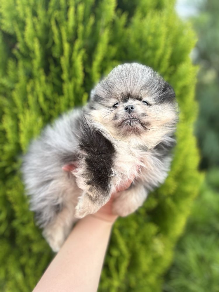 Эксклюзив !!!Шикарные шпицы мерле