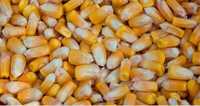 Продам кукуруза кукурудза