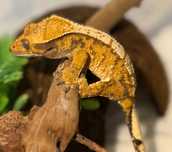 Gekon orzęsiony, crested gecko, HARLEQUIN, PINSTRIPE, okazja!!!