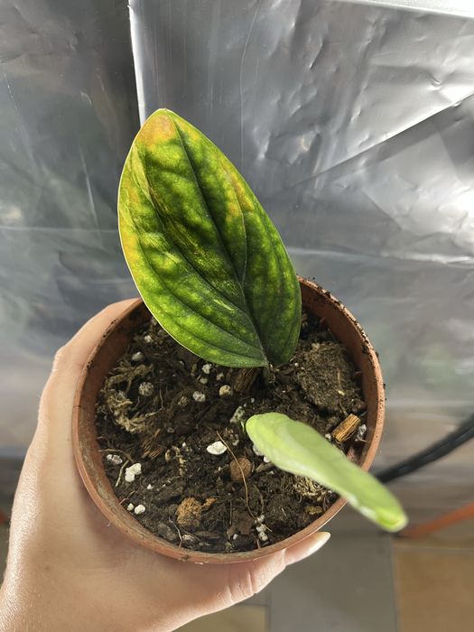 Monstera sp peru variegata