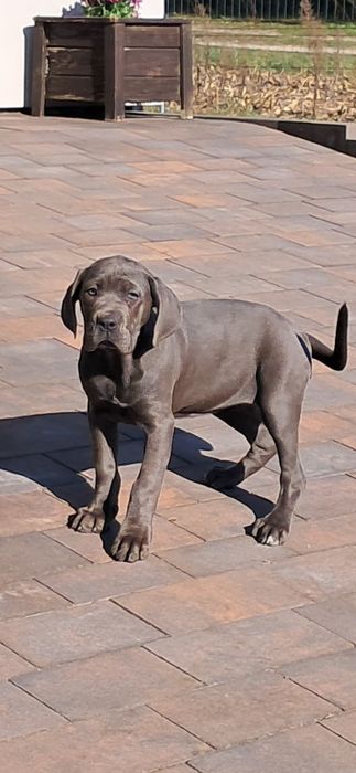 Cane corso Italiano rodowód 6 pokoleń