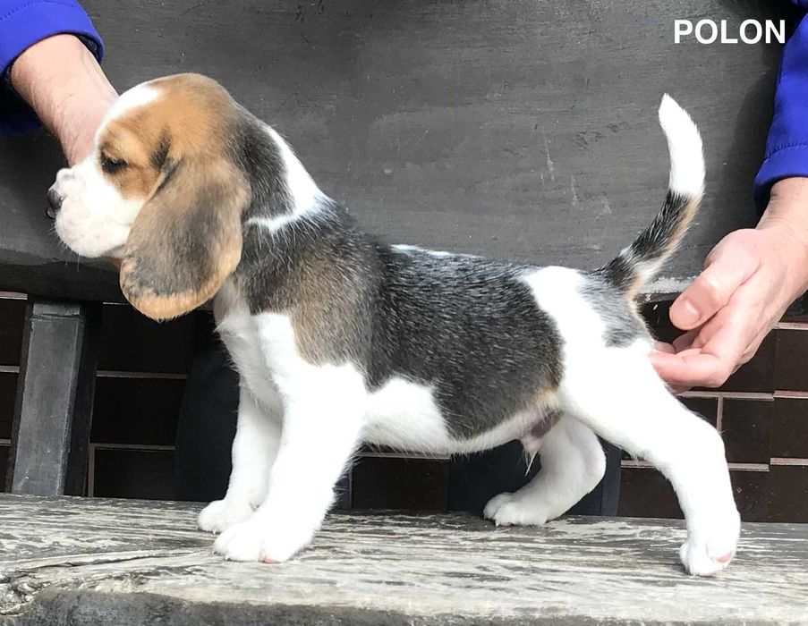 Beagle / Bigle - szczenię rodowodowe ZKwP / FCI po Championie Polski