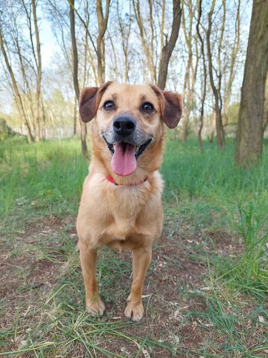 Malutka Fibi do adopcji