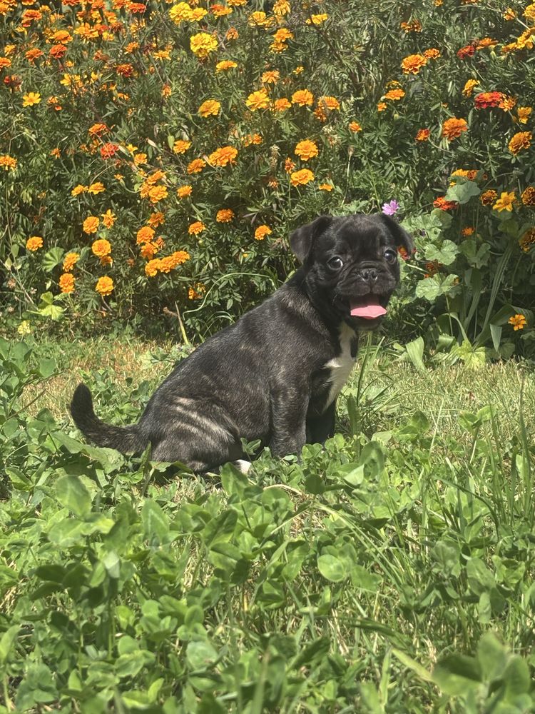 Frienche Pug  (buldog francuski , Mops)