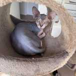 Sphynx femea com 1 ano