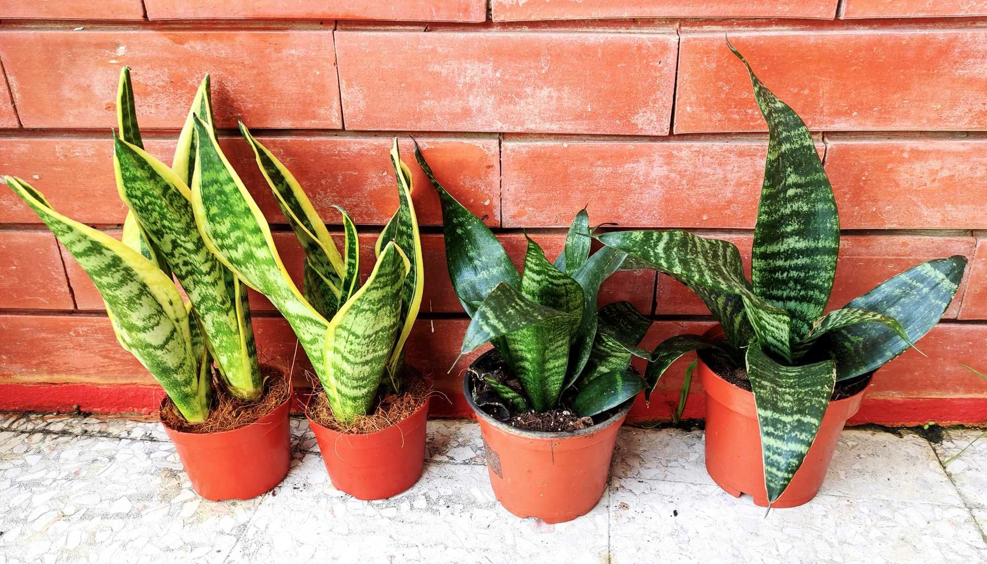 Espada de São Jorge ou Santa Bárbara, planta em vaso