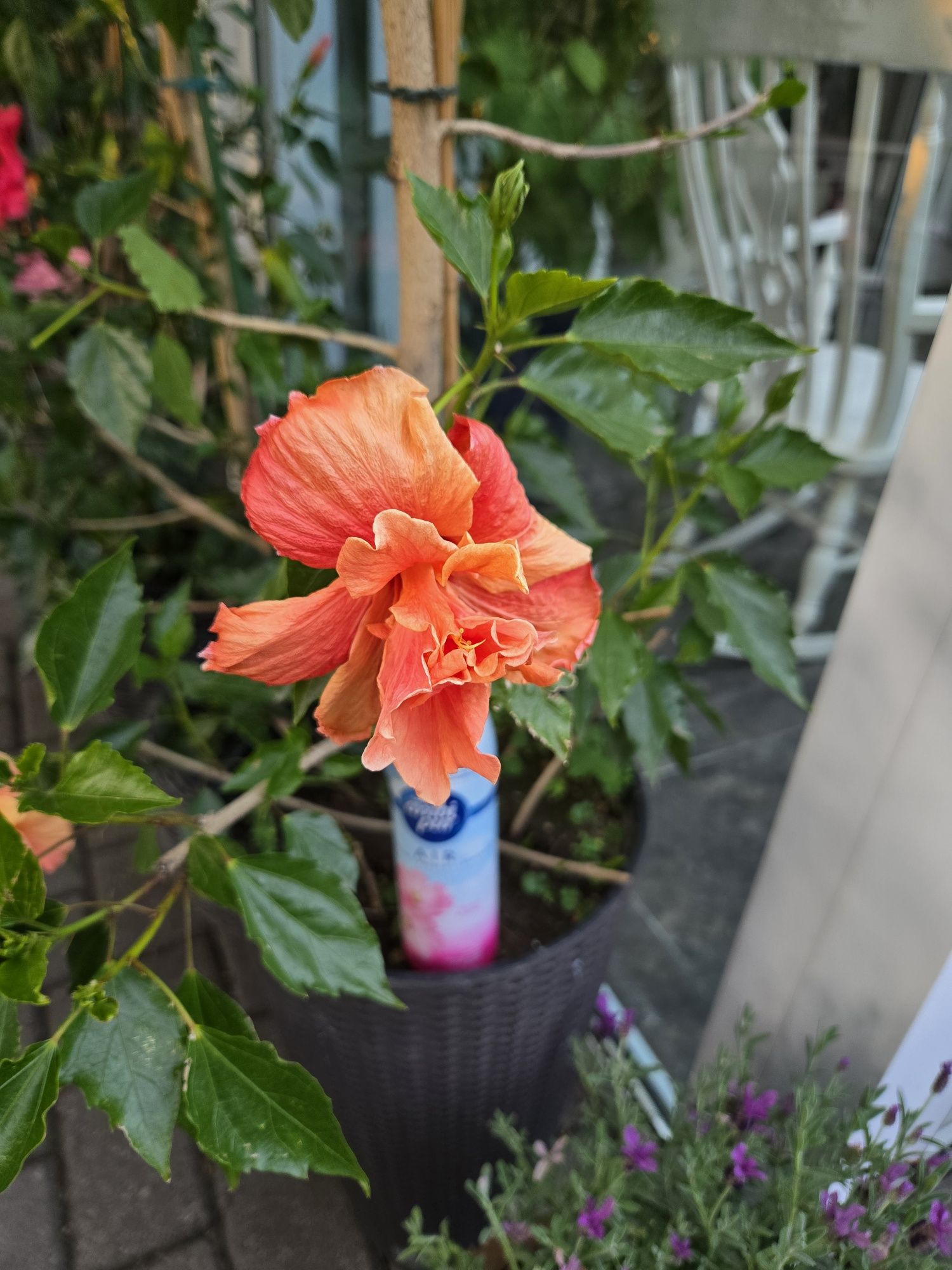 Hibiskus, róża chińska.