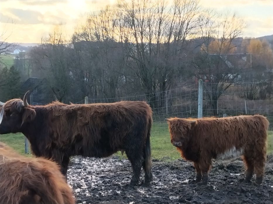 Sprzedam 2  jałówki rasy Highland cattle .