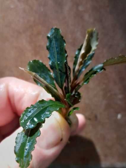 Bucephalandra BLUE GREEN RARYTAS!! - roślina akwariowa.