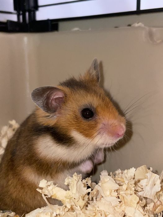 Spredam klatkę nową z pełnym wyposarzeniem i oddam chomika