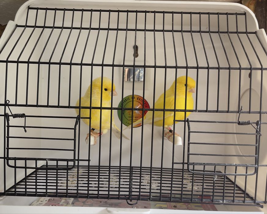 Canários Novos 2025