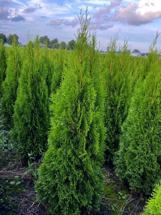 Tuja Szmaragd 120-200 cm Transport Sadzenie