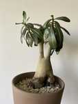 Аденіум гладкий Adenium obesum