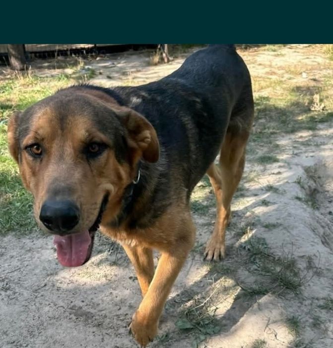 30 kg psiej miłości