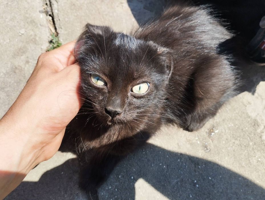 Шикарный черный котенок бесплатно