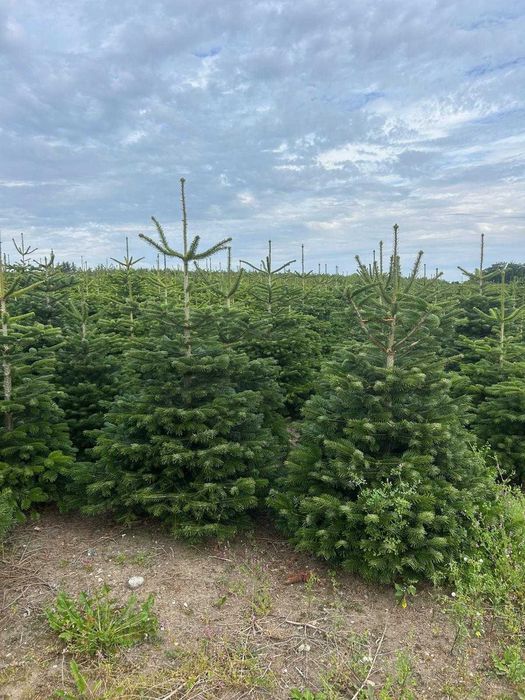 Jodła kaukuska PIĘKNA 150cm-200cm dowóz cała Polska! Choinki