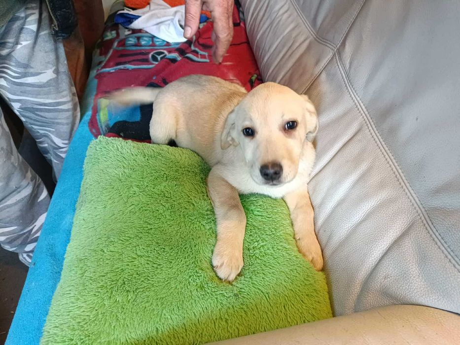 Labrador szczeniak [ jasny ]