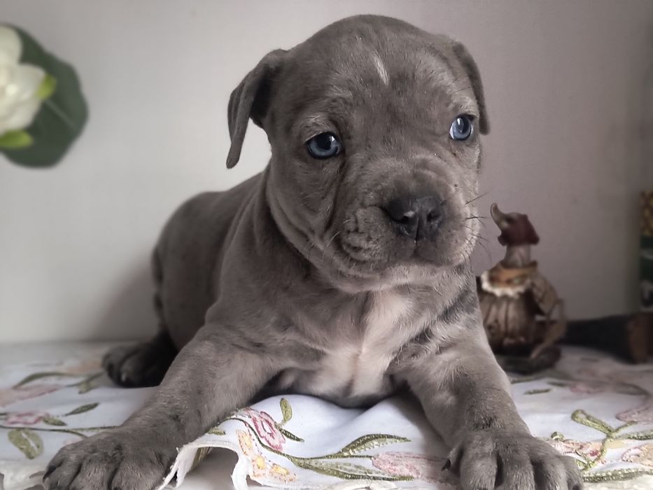 Amerycan Stafford terrier amstaff