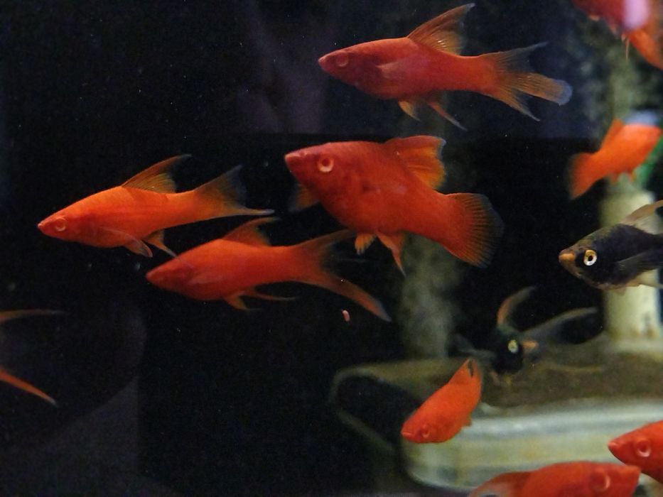 Albino Red standard, delta, lira/welon