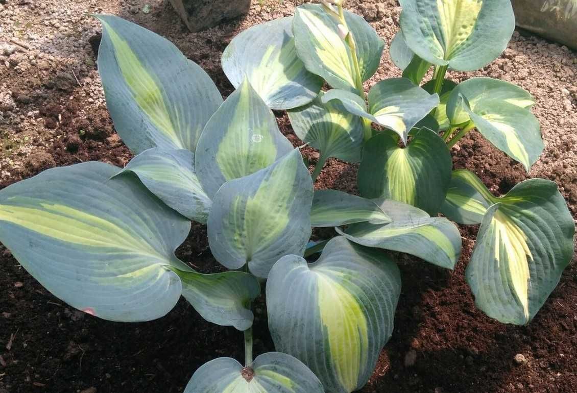 funkia hosta odmiany, rośliny cieniolubne