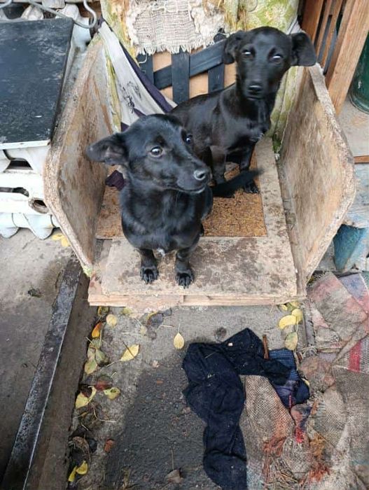 Цуценятки шукають свій дім і любляче серце