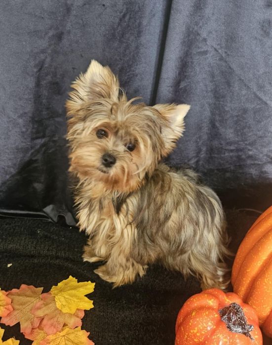 Yorkshire terrier Ocean Pearl suczka