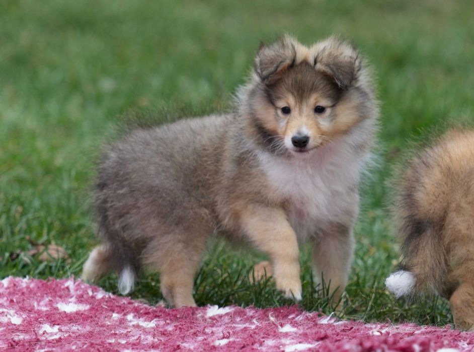 Owczarek Szetlandzki