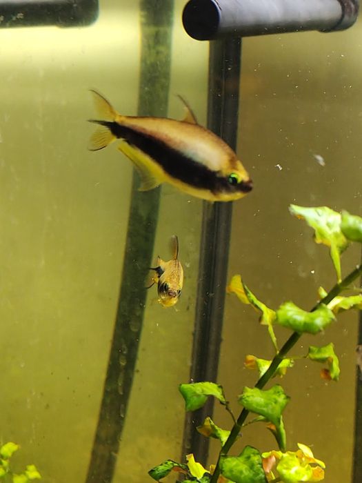 Akwarium 170 L  z filtrem i obsadą