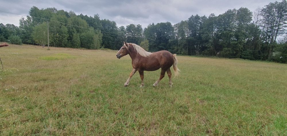 Klacz zimnokrwista + Kara