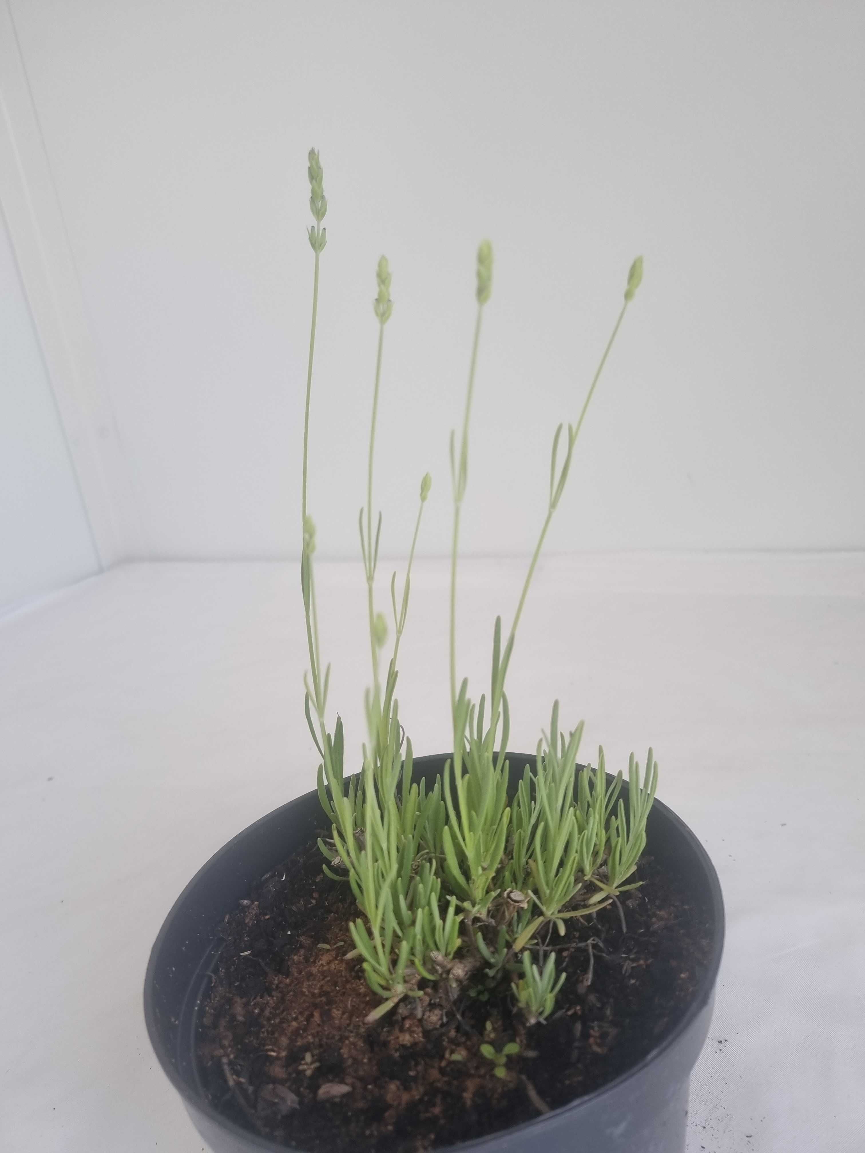 Lawenda Edelweiss Biała – Lawenda Pośrednia, Kwiaty Pachnące, 2L