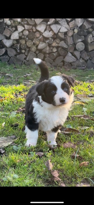Szczaniak Border Collie