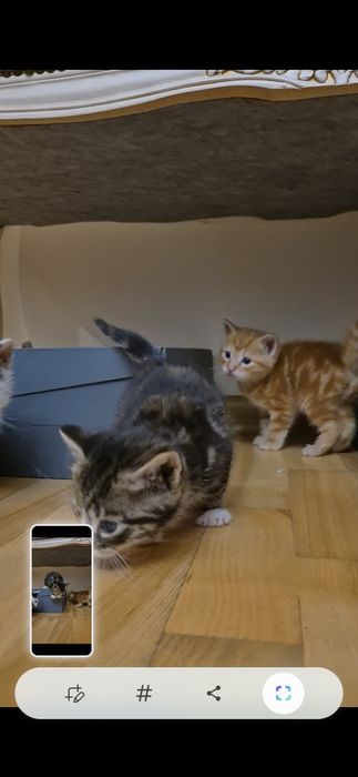 Kocięta do adopcji