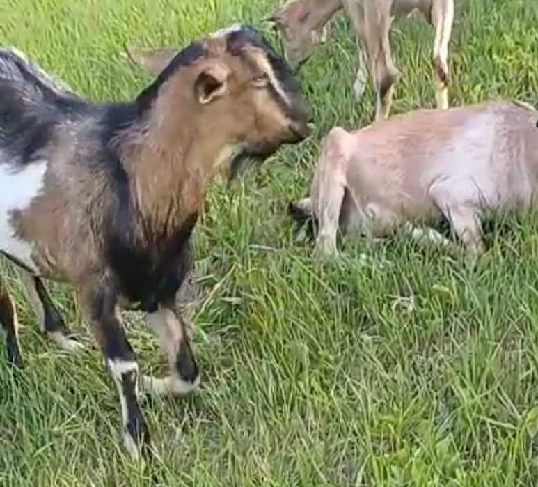 Коза, добра газонокосилка для подвір'я, товариська, трансгендерна.