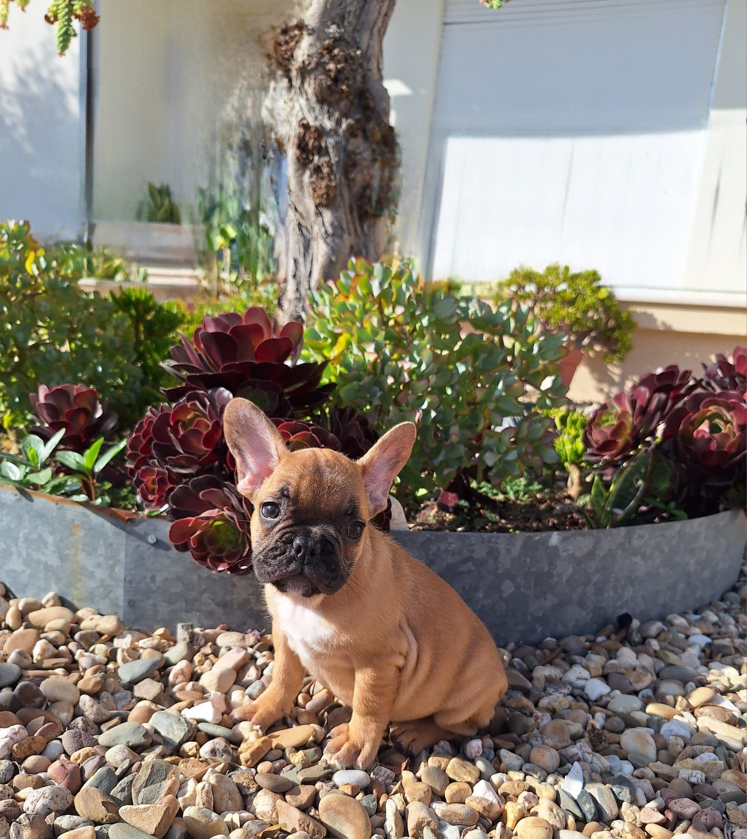 Bulldog francês red fawn