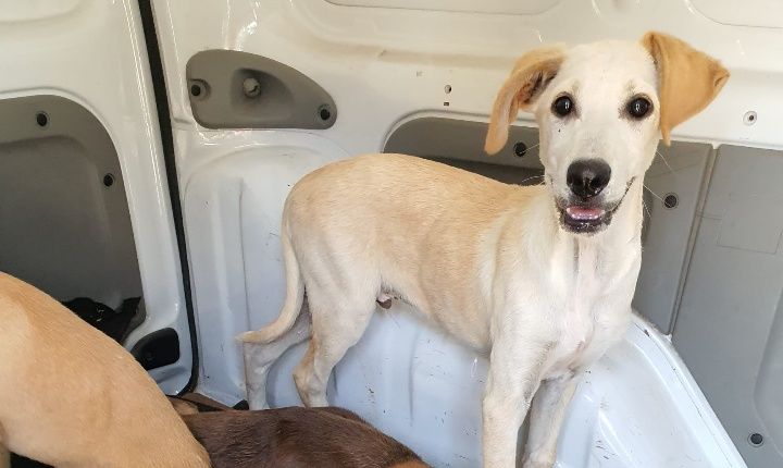 Vito- cachorro de porte médio para adoção