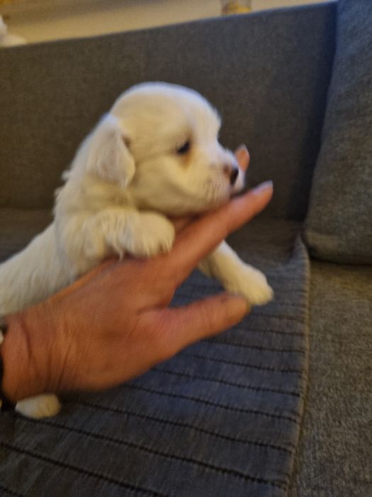 Malla  maltanka maltanczyk