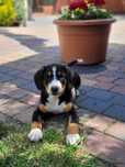 Entlebucher Sennenchund FCI