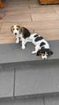 Suczka Beagle oddam