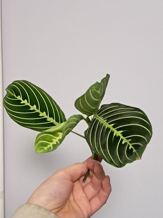 Maranta lemon lime