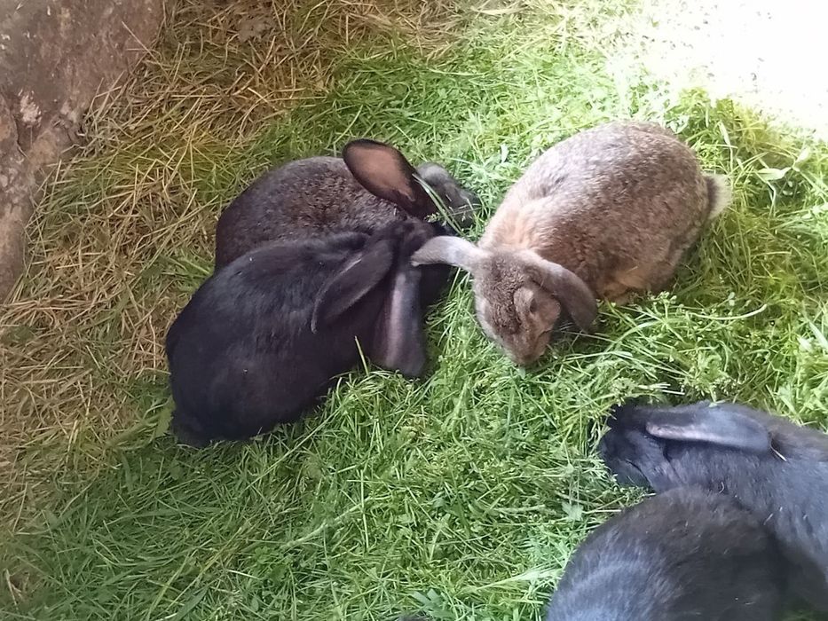 Продаються домашні кролі