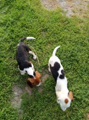Szczeniak Beagle unikatowy biały!