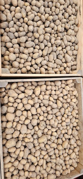 Ziemniaki Lilly, Jurek