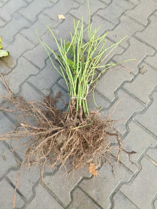 Sprzedam sadzonki jeżyny gazda