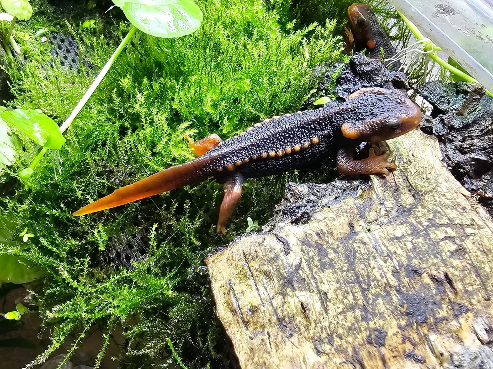 Traszka Tylototriton verrucosus