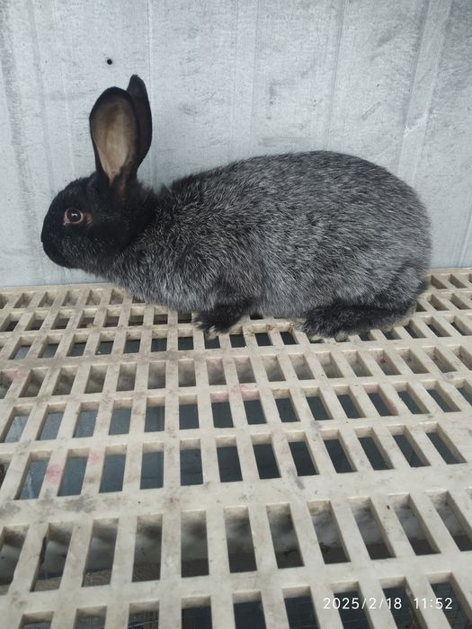 Продам полтавське срібло.