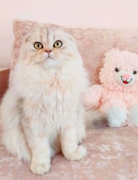 Срібна шиншила хлопчик красунчик висловушка